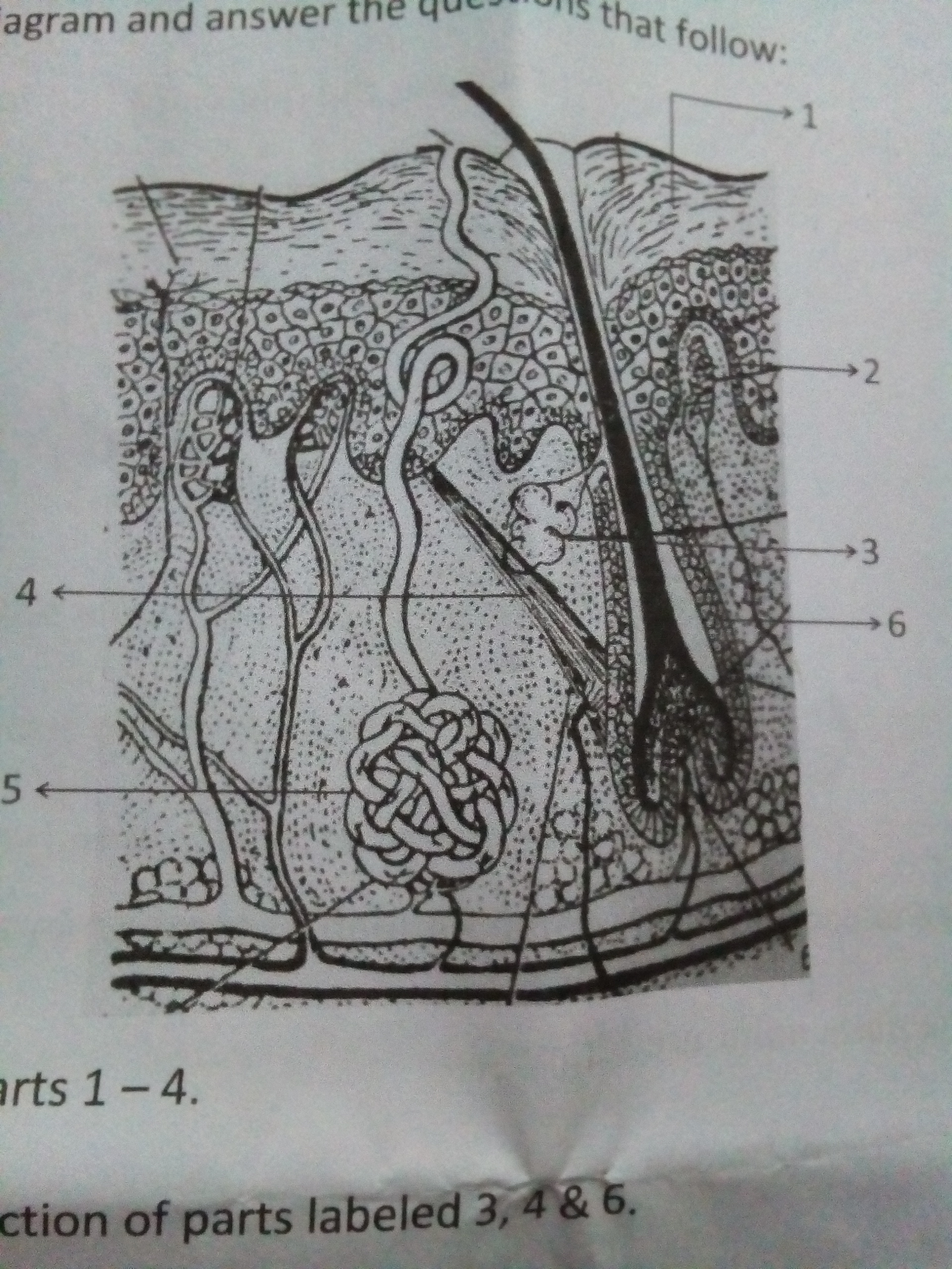 human skin diagram without labels