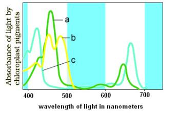 Which Pigments Correspond To A, B And C Shown In The Graph? - Zpck7e777