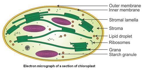 Chloroplast Neat Labelled Diagram