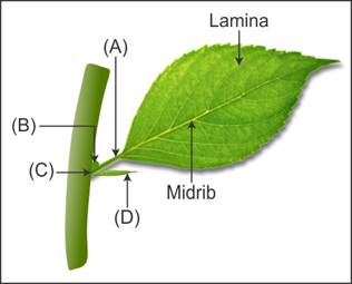 recognise the parts in the diagram of a typical leaf given below