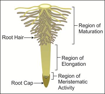 Draw A Neat Labelled Diagram Of Root Tip Showing Root Hair Zone