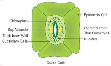 Explain The Structure Of Stomata With A Labelled Diagram Xwszjwzii Biology Topperlearning Com