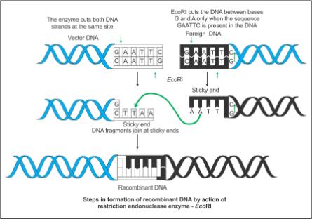 Image result for Eco RI is used to cut a segment of foreign DNA and that of a vector DNA to form a recombinant DNA. Show with the help of schematic diagrams.