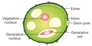 draw a labelled diagram of the sectional view of a mature pollen grain in  angiosperms explain the functions of its different parts - Biology -  TopperLearning.com | wh8uc89kk