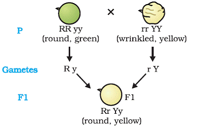 what is the definition of dominant trait in biology