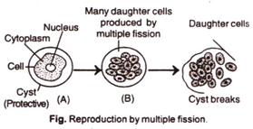 what is multiple fission