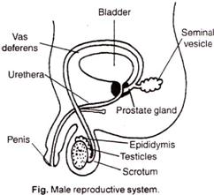 Male Reproductive System Diagram Labeled Black And White - Human Anatomy