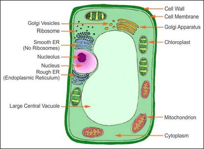 draw a well labeled diagram of a plant cell mention the ...