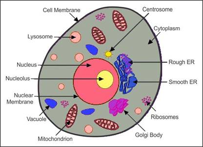 Featured image of post Animal Cell Diagram With Names Diagram showing the parts of an animal cell