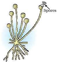 spore meaning