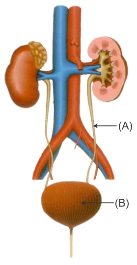 draw the human excretory system and label any two of the following