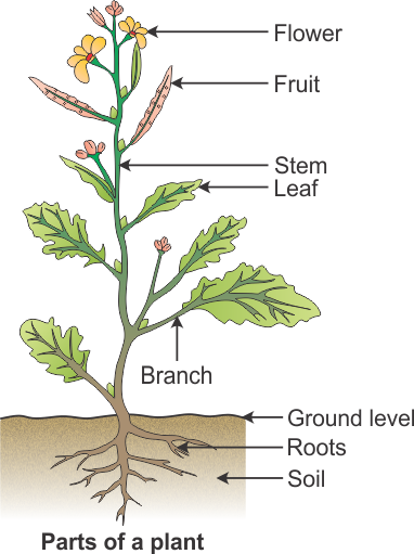 Draw A Diagram To Show The Parts Of A Plant And Label Them