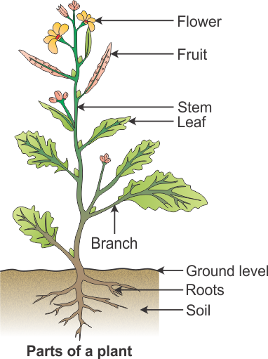 Diagram The Parts Of A Flower And Label Their Functions | Best Flower Site