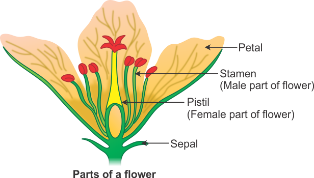 Draw A Well Labeled Diagram Of Flower To Show Its Parts