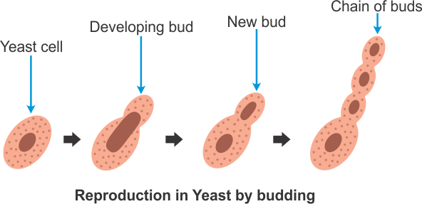 Does yeast reproduce sexually or asexually ideas