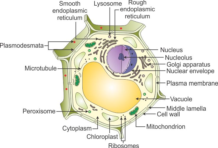 Parts Of A Plant Cell Diagram