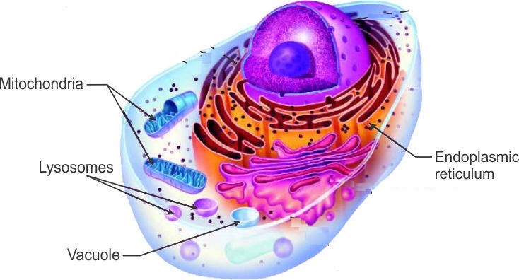 Neat Labelled Diagram Of Animal Cell / Animal And Plant Cells Worksheet