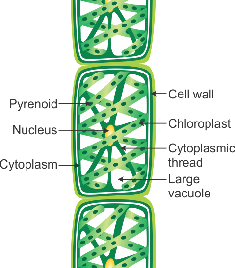 Spirogyra Diagram With Labels Image collections - How To 