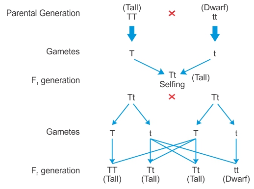 Can You Please Explain The Monohybrid Cross And Dihybrid Cross 10190 
