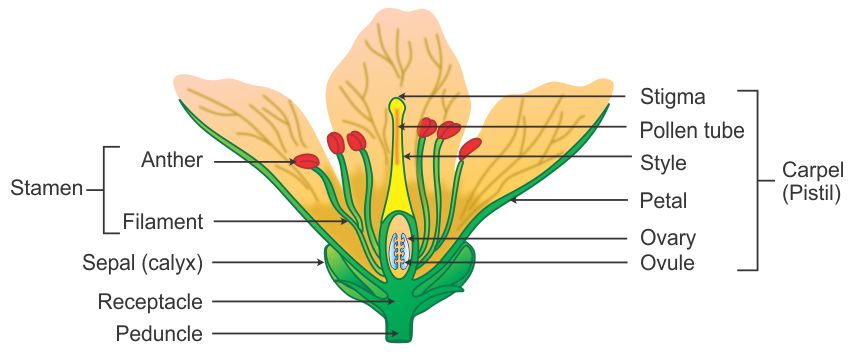 Draw A Neat Well Labelled Diagram Of A Flower Showing Its