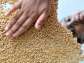 Record wheat output likely, says Pawar