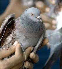 Impact of Makar Sankranti on Birds