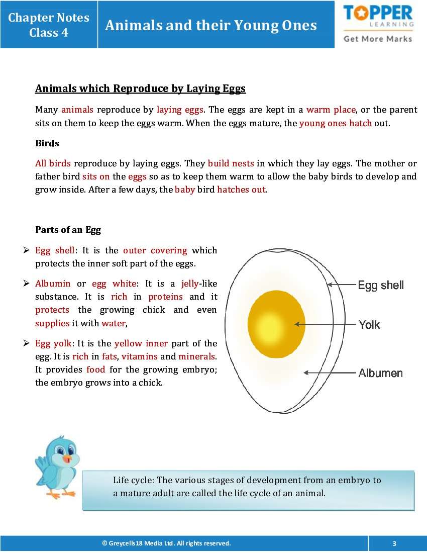 Chapter Notes for Class 4 Junior General Science, Animals and their Young  ones - Topperlearning
