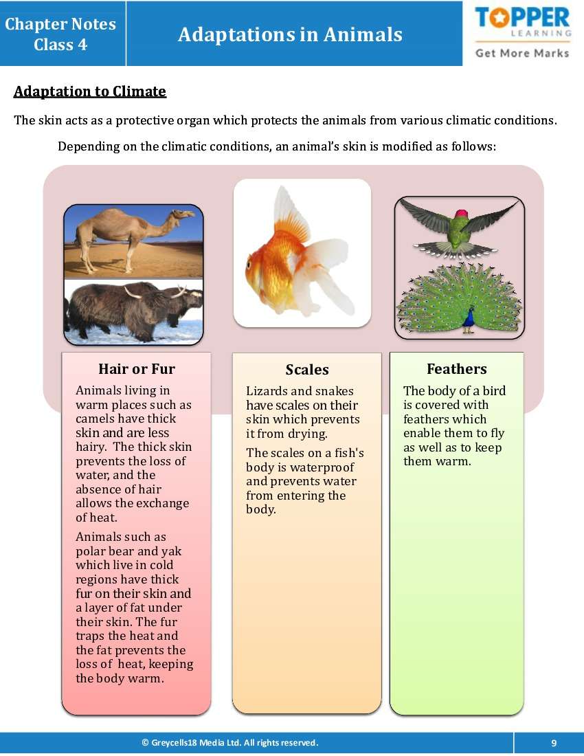Chapter Notes for Class 4 Junior General Science, Adaptations in Animals -  Topperlearning