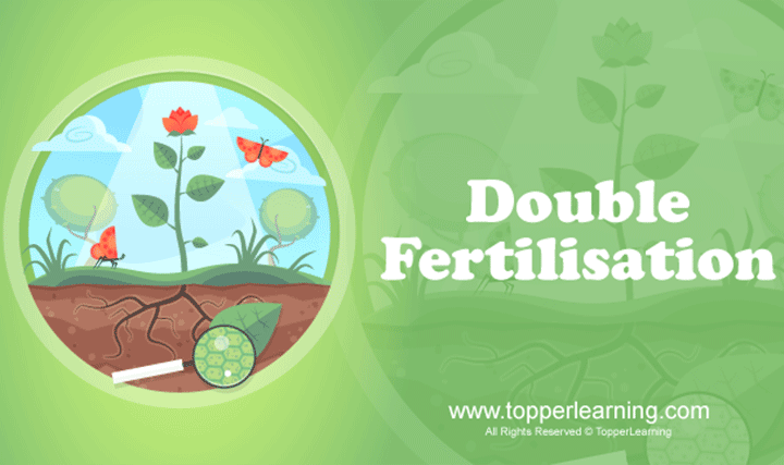 Sexual Reproduction in Flowering Plants - Double Fertilisation, Post Fertilisation: Structures and Events