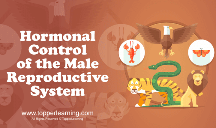 Human Reproduction - Male and Female Reproductive System
