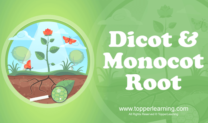Anatomy of Flowering Plants - Anatomy of Dicotyledonous and Monocotyledonous Plants