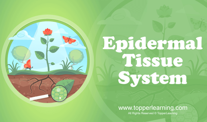 Anatomy of Flowering Plants - The Tissue System