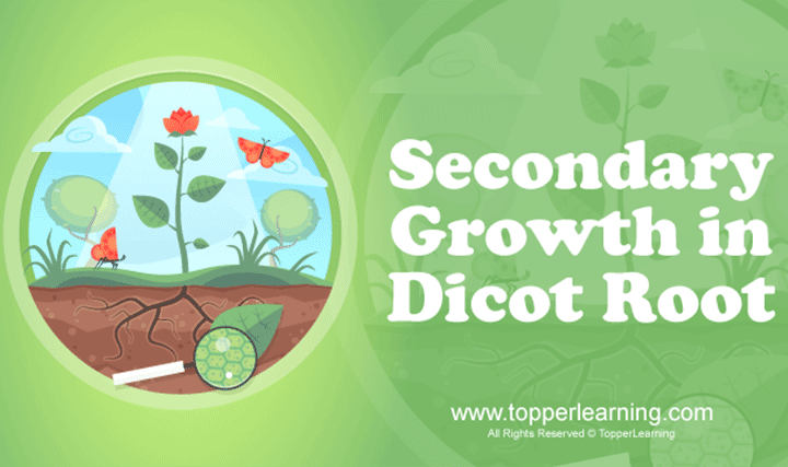 Anatomy of Flowering Plants - Secondary Growth