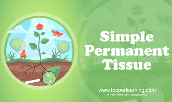 Anatomy of Flowering Plants - Meristematic Tissues and Permanent Tissues