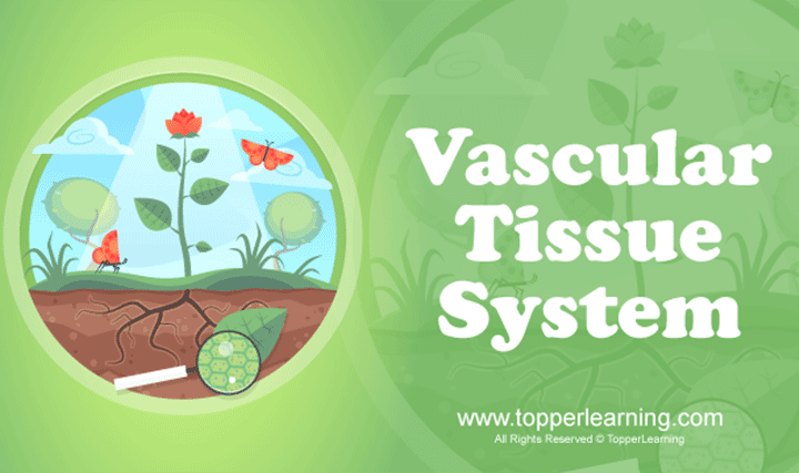 Anatomy of Flowering Plants - The Tissue System