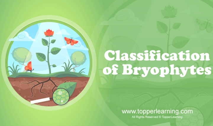 Plant Kingdom - Bryophytes and Pteridophytes
