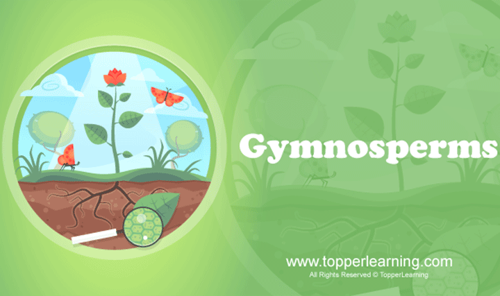 Plant Kingdom - Gymnosperms and Angiosperms