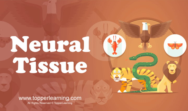 Structural Organisation in Animals Video for NEET Biology - TopperLearning  - 77906