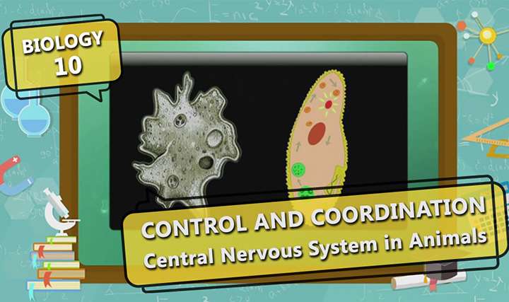 Control and Coordination - Central Nervous System in Humans
