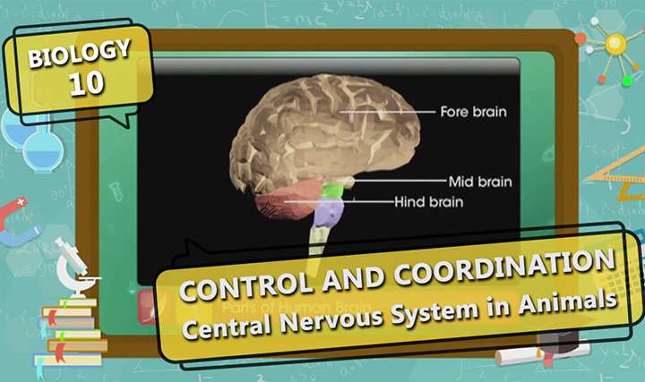 Control and Coordination - Central Nervous System in Humans