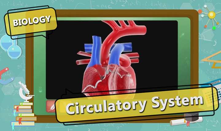 Life Processes - Circulatory System in Humans