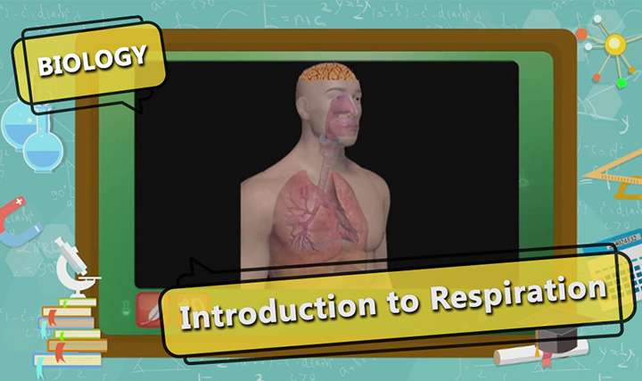 Life Processes - Introduction to Respiration