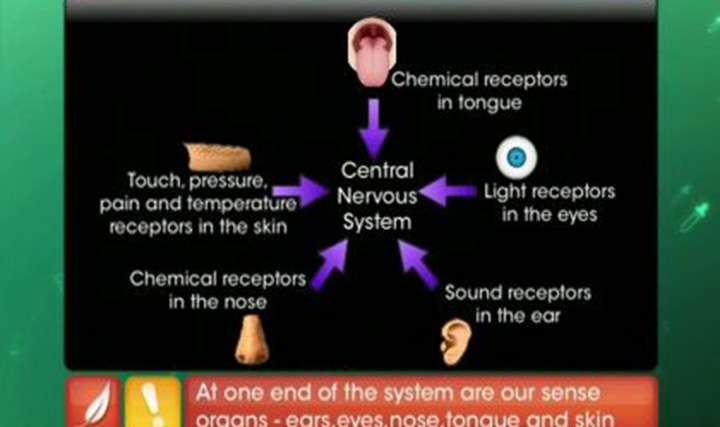Nervous Control and Coordination - Control and Coordination - Exam Decoded - 2