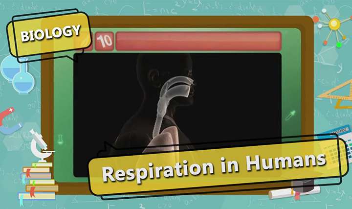 videoimg/Respiration_in_Humans_SEG_01_New.jpg