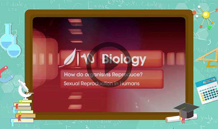 Reproduction in Organisms - Sexual Reproduction in Humans - Part 3