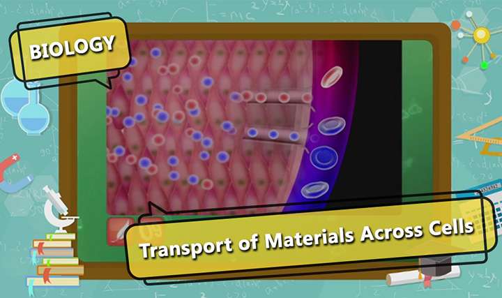 Processes involved in Transport of Materials - Movement of Substances