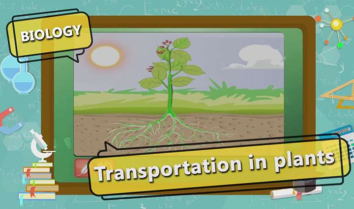 videoimg/Transportation_in_Plants_SEG_01_New.jpg