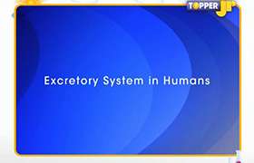 Excretion in Humans 
