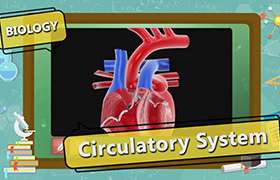 videoimg/thumbnails/Circulatory_System_in_Humans_SEG_01_New.jpg