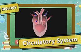 videoimg/thumbnails/Circulatory_System_in_Humans_SEG_02_New.jpg